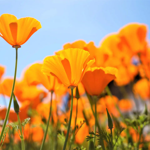 California poppy