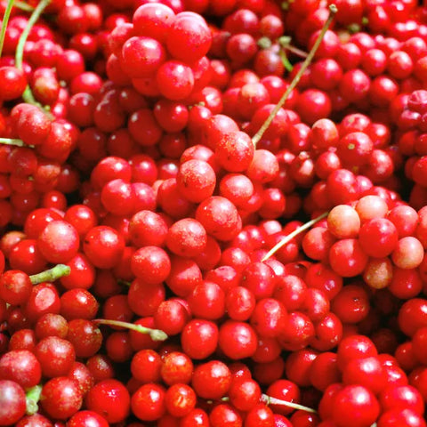 Schisandra