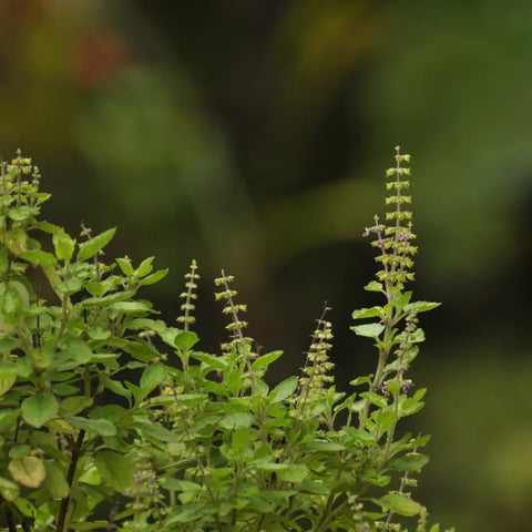 Tulsi (holy basil)