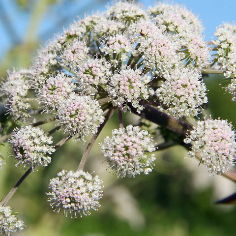 Valerian