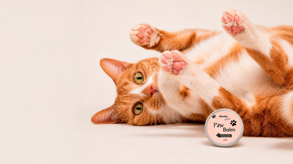 Gato con el Paw Balm de divain Pets, bálsamo reparador para almohadillas y nariz de mascotas