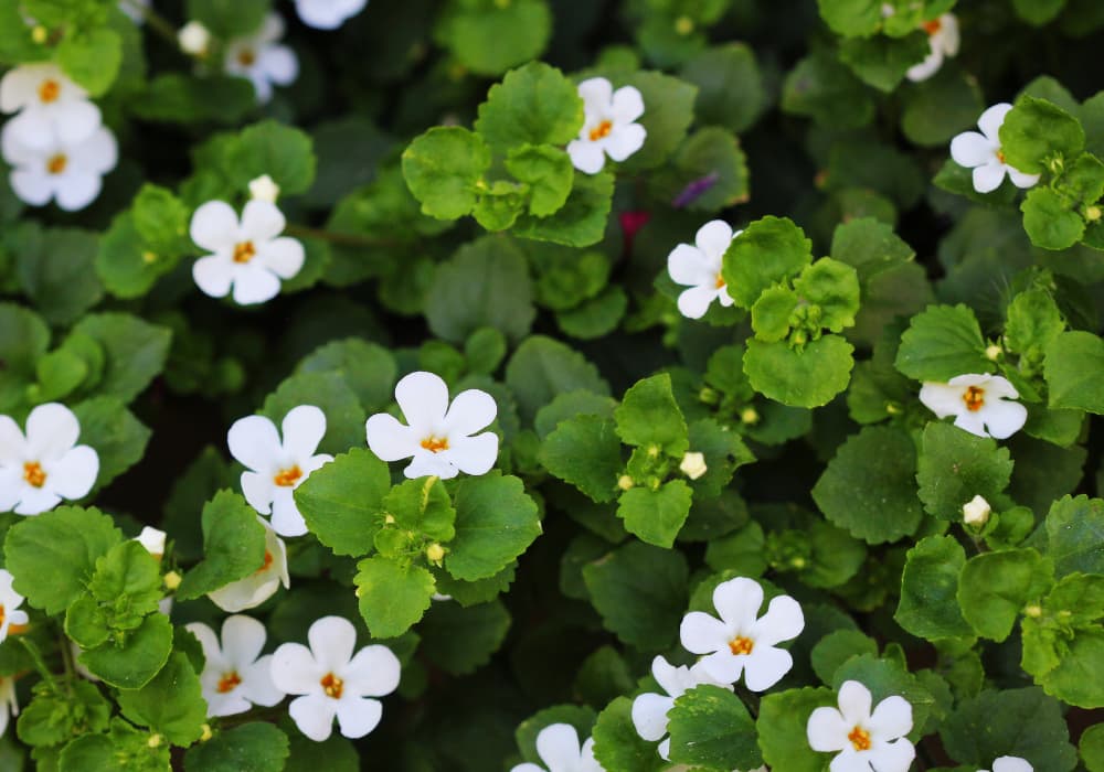Bacopa monnieri — divain ZEN