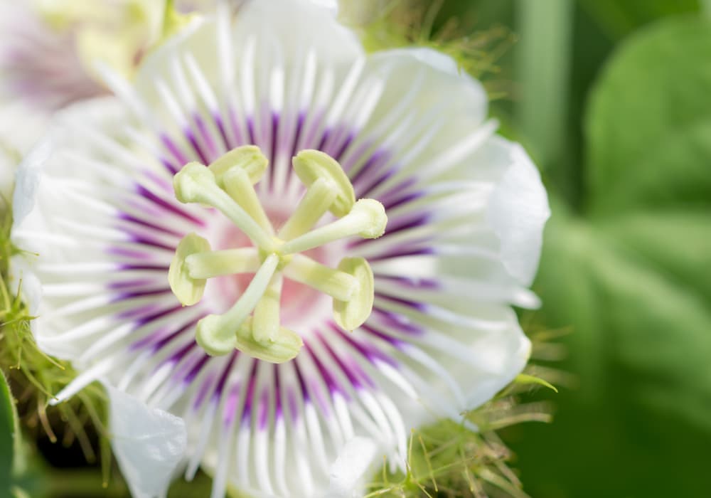 Pasiflora — divain ZEN