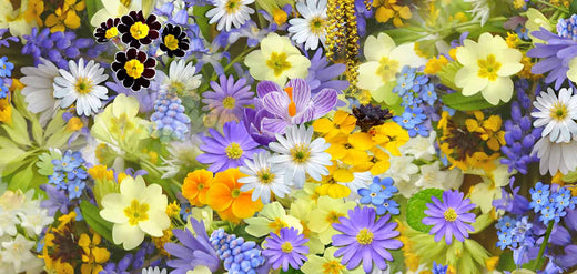 Los mejores perfumes florales para hombre y mujer