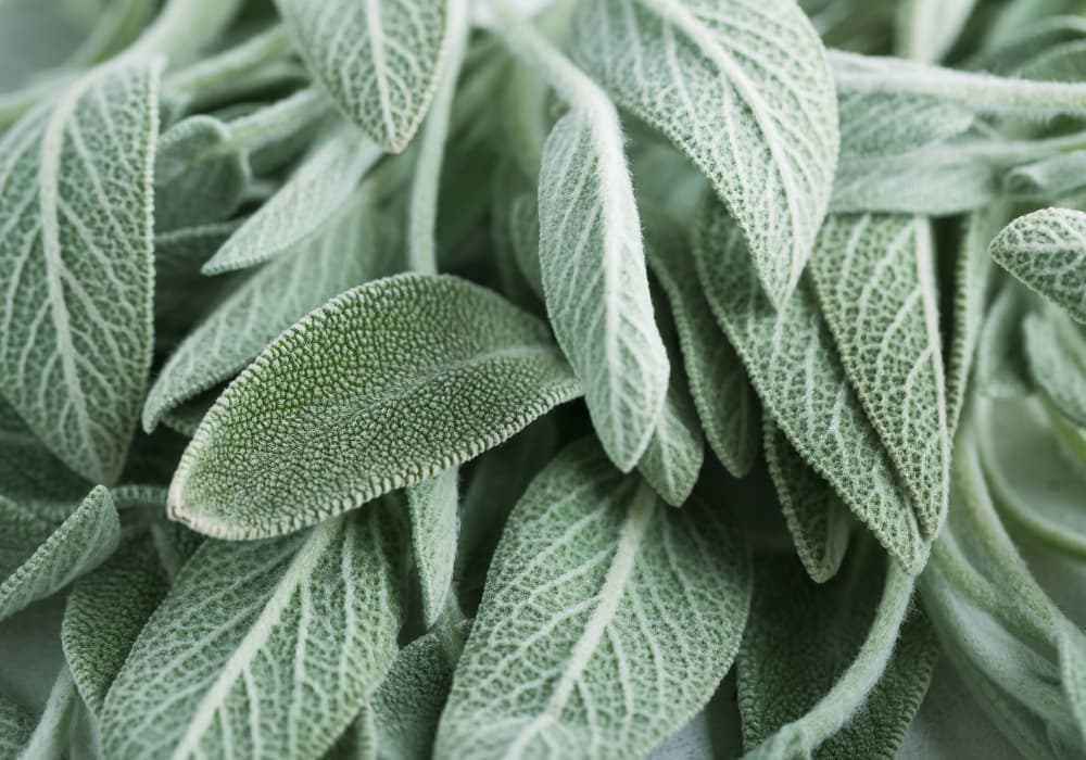 Salvia — divain ZEN