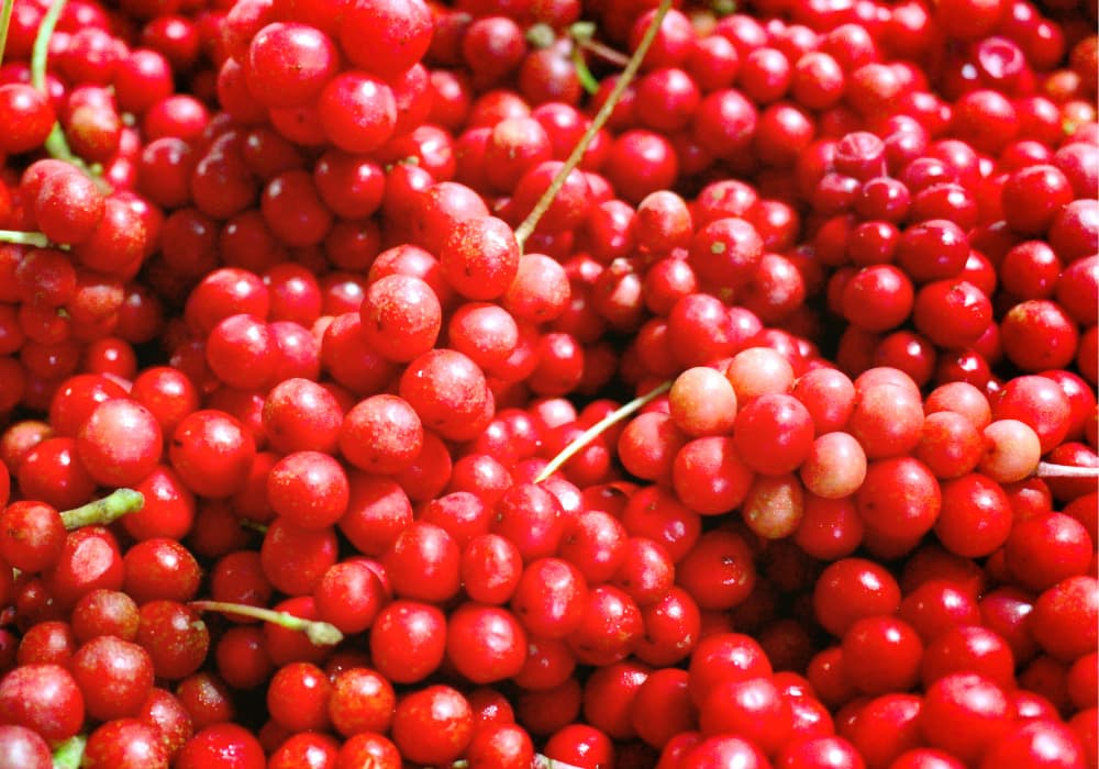 Schisandra — divain ZEN