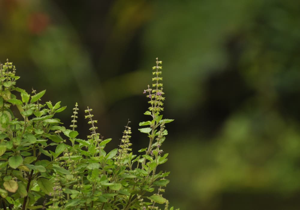 Tulsi albahaca sagrada — divain ZEN