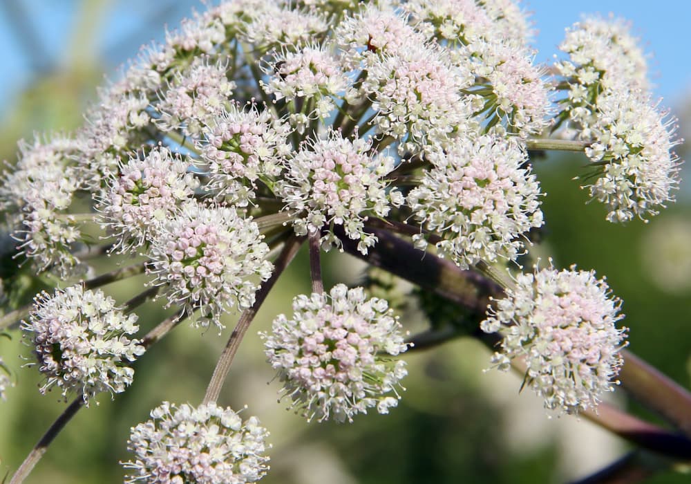 Valeriana para dormir — divain ZEN