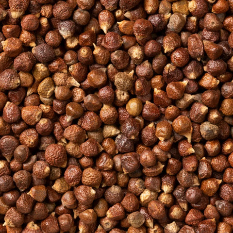 Aframomum melegueta