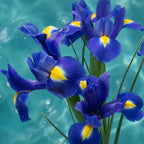 Pleasure Fabric Spray