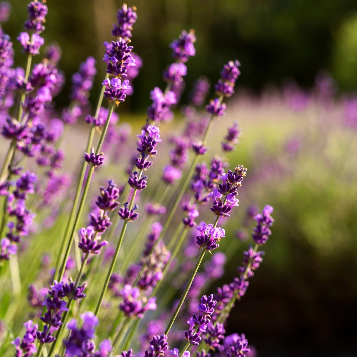 Pure Essentiële Olie Lavendel