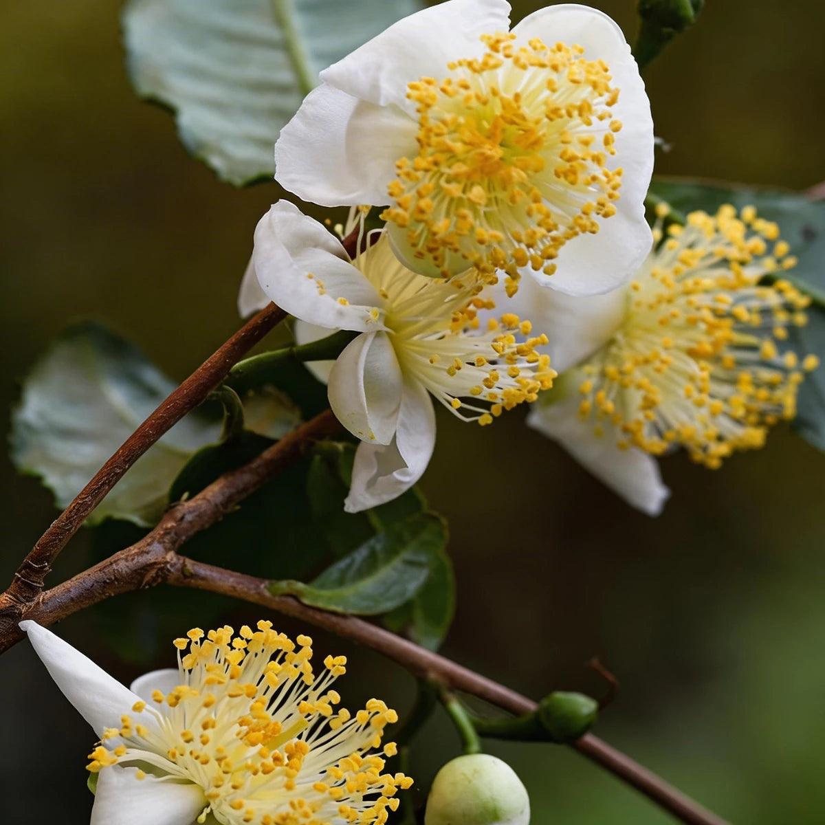 Pure Essentiële Olie Tea Tree