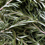 Pure Rosemary Essential Oil