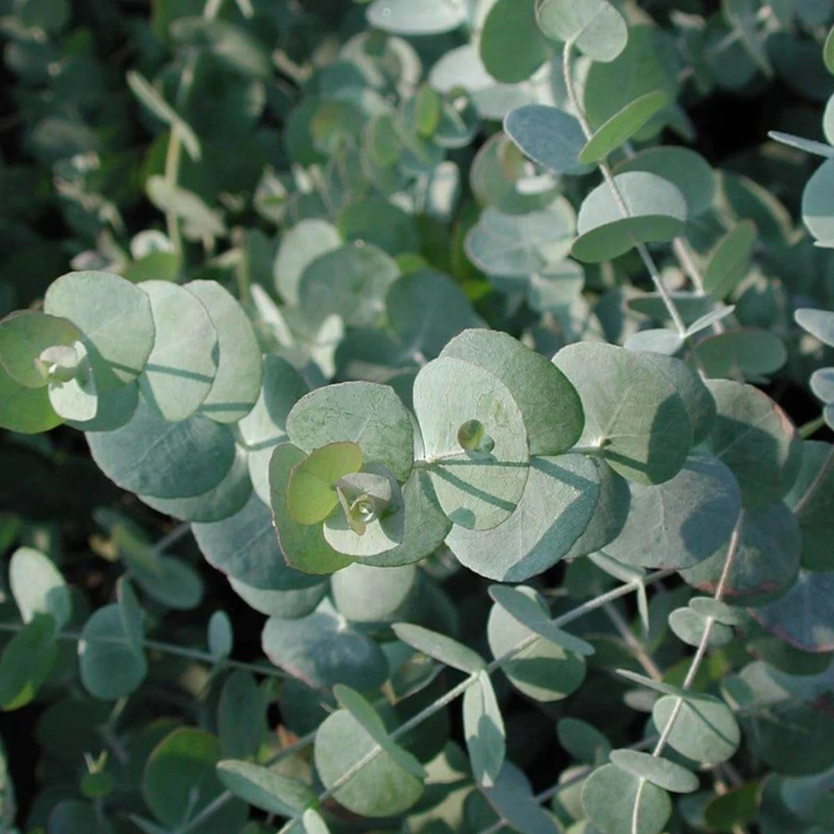 Pure Essentiële Olie Eucalyptus