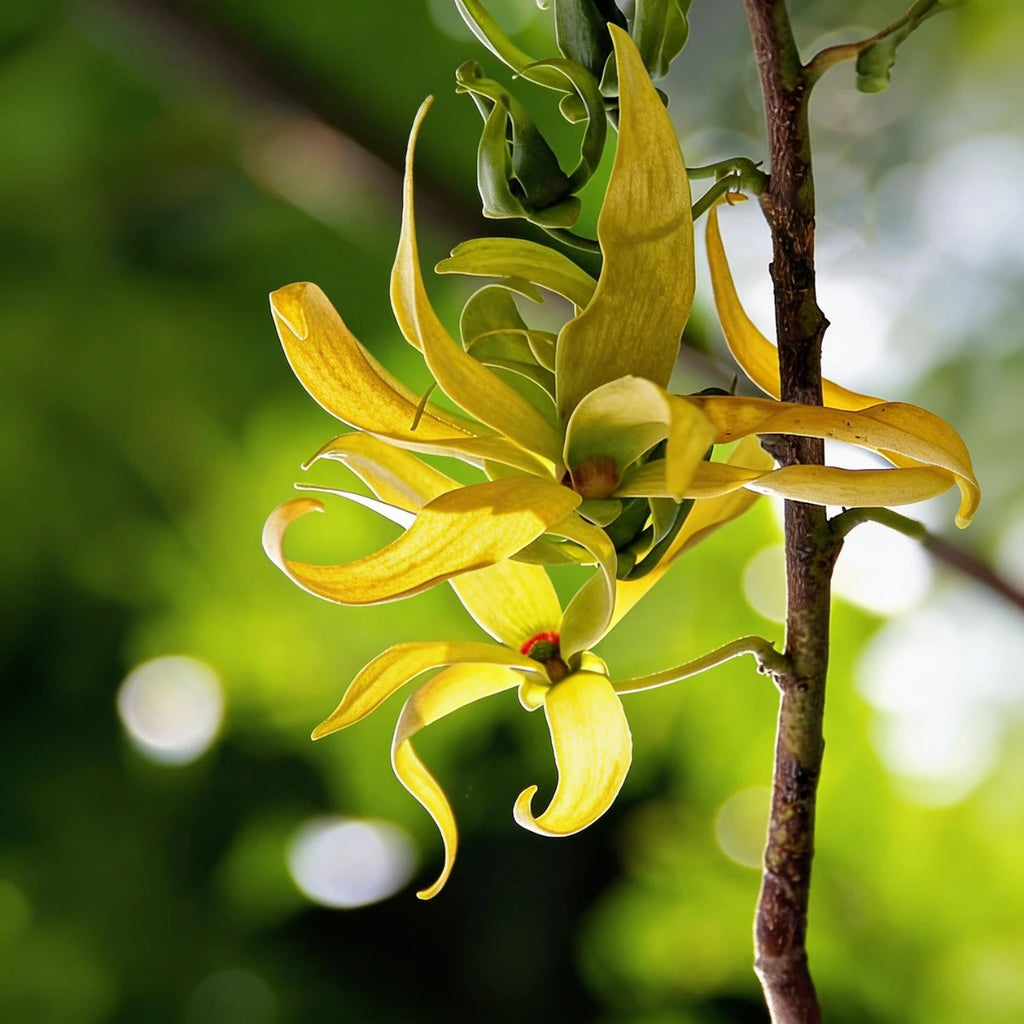 Aceite esencial puro de Ylang Ylang