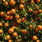 Aceite esencial puro de Naranja Dulce