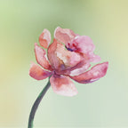 Floral Fragrance Primer