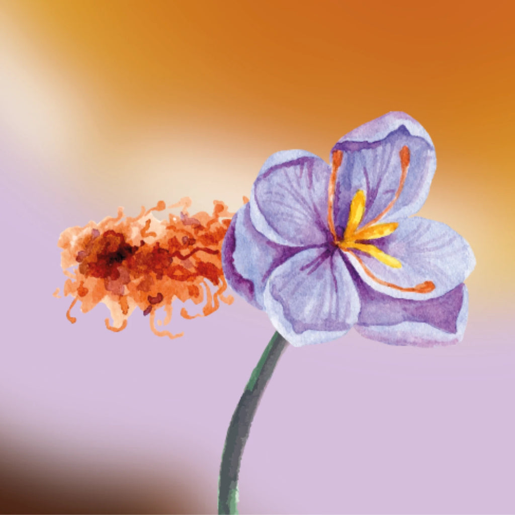 Oriental Fragrance Primer