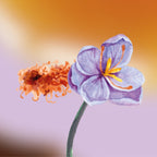 Oriental Fragrance Primer