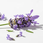 Pure Lavender Essential Oil