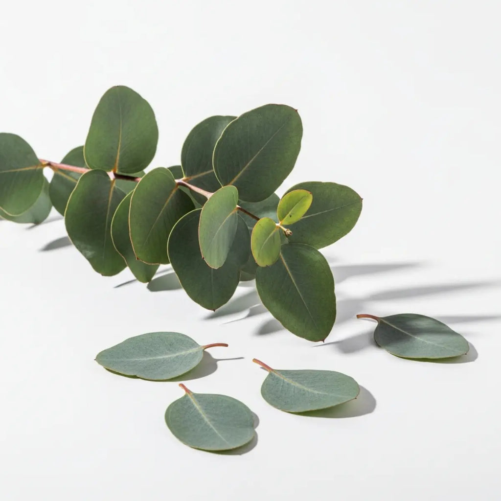 Pure Eucalyptus Essential Oil