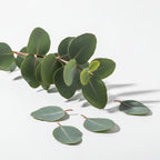 Pure Eucalyptus Essential Oil