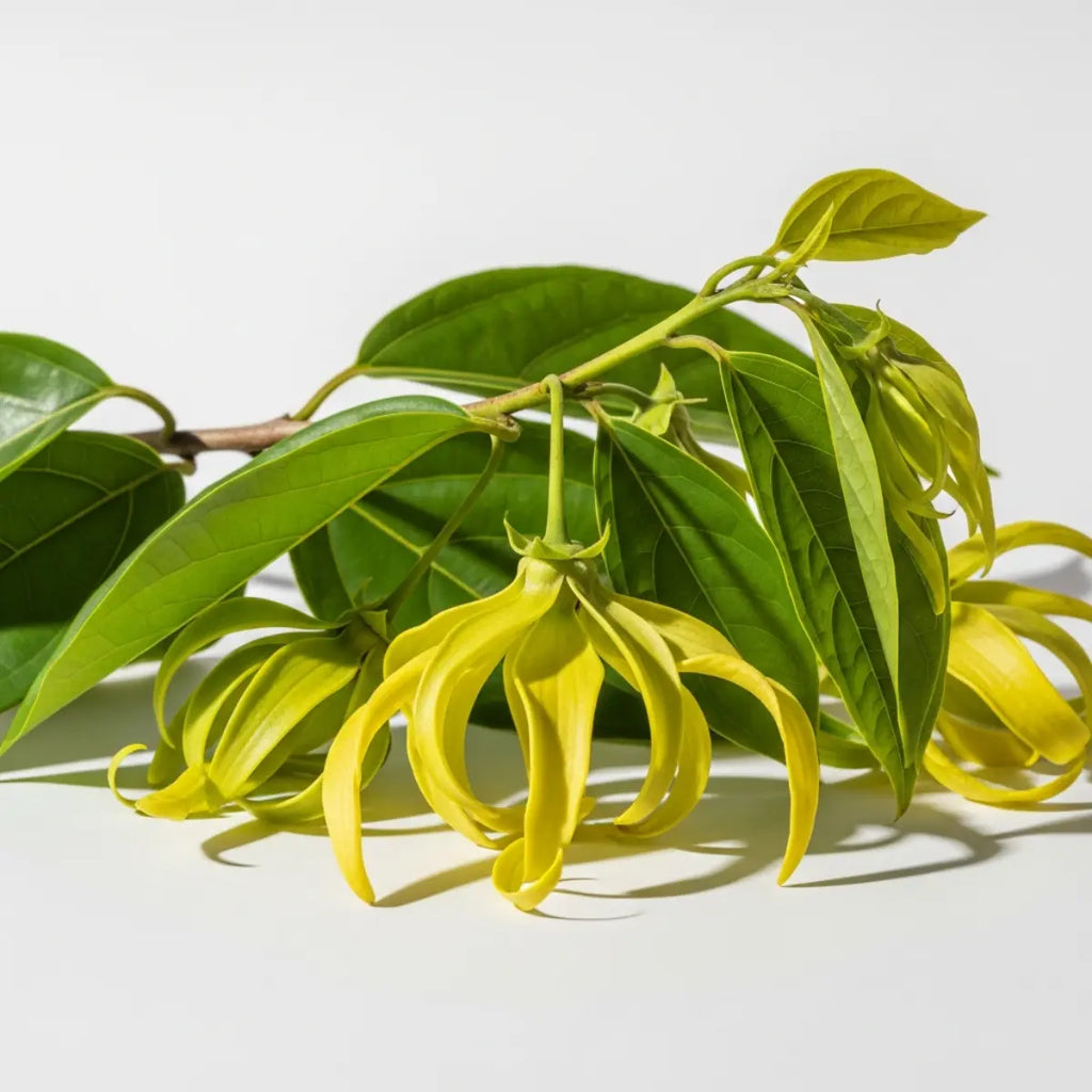 Pure Ylang Ylang Essential Oil