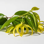 Pure Ylang Ylang Essential Oil
