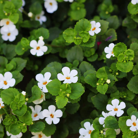 Bacopa monnieri