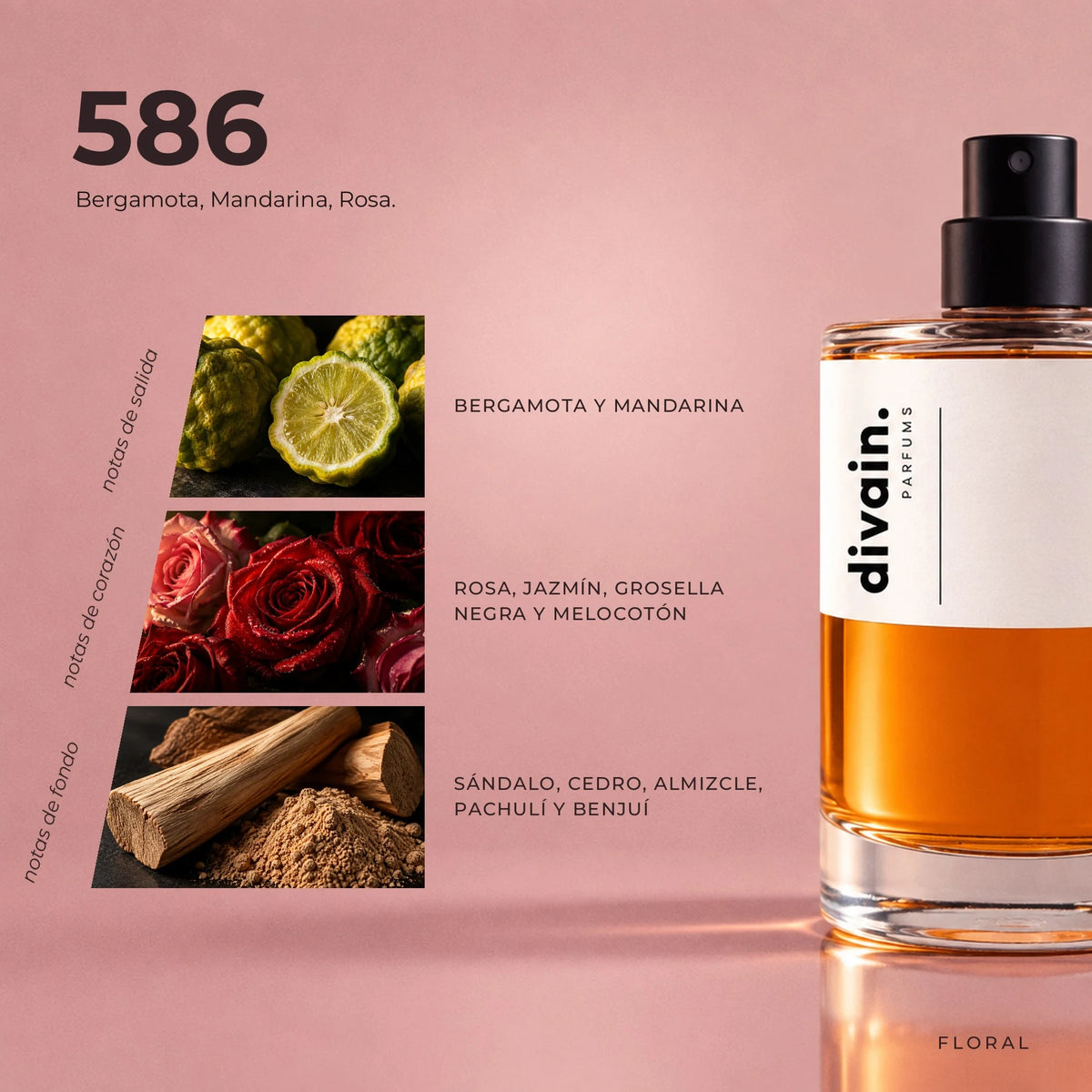 divain-586 piramide olfativa
