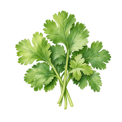 Coriandre