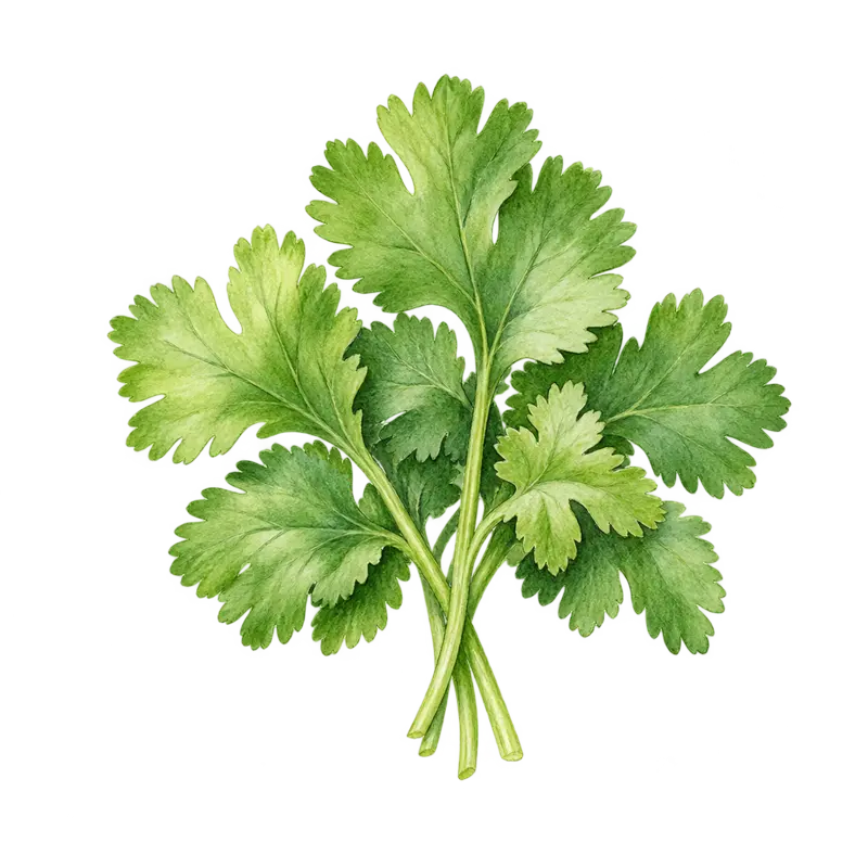 Ilustración de la nota olfativa Cilantro