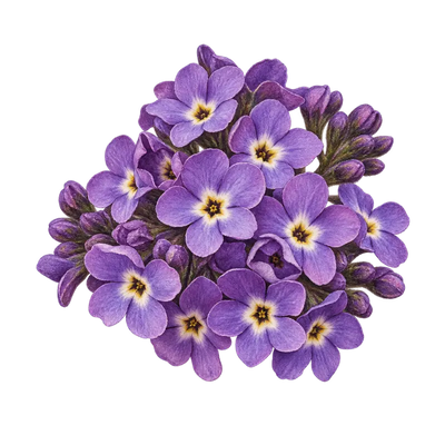 Heliotrop