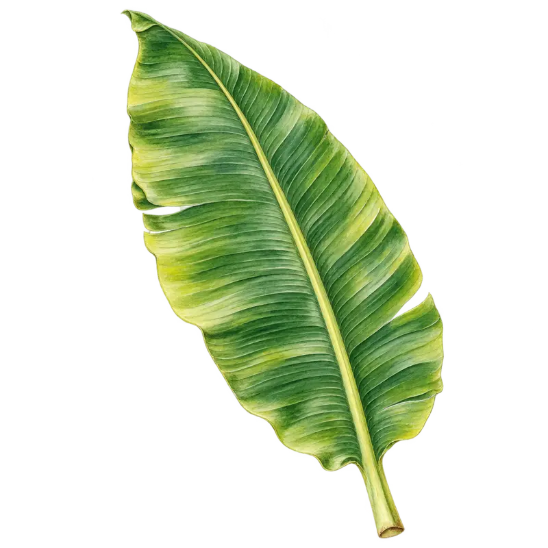 Ilustración de la nota olfativa Hoja de plátano