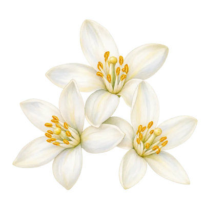 Orangenblüte