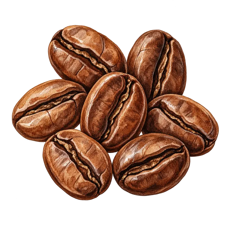 Ilustración de la nota olfativa Café