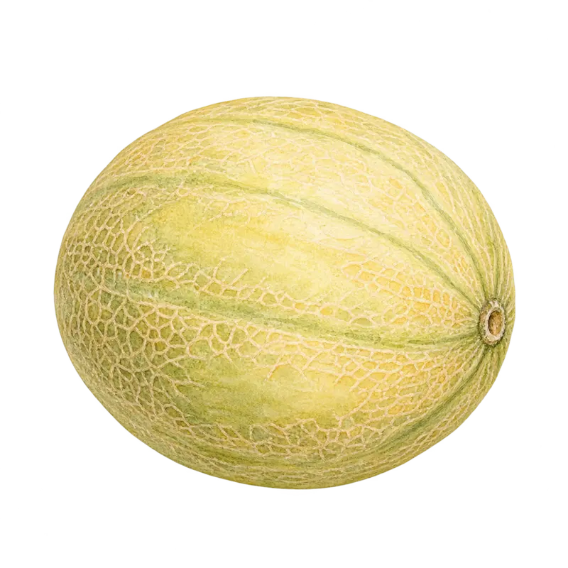 Ilustración de Melón