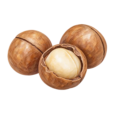 Noix de macadamia