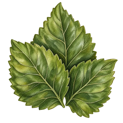 Pachulí