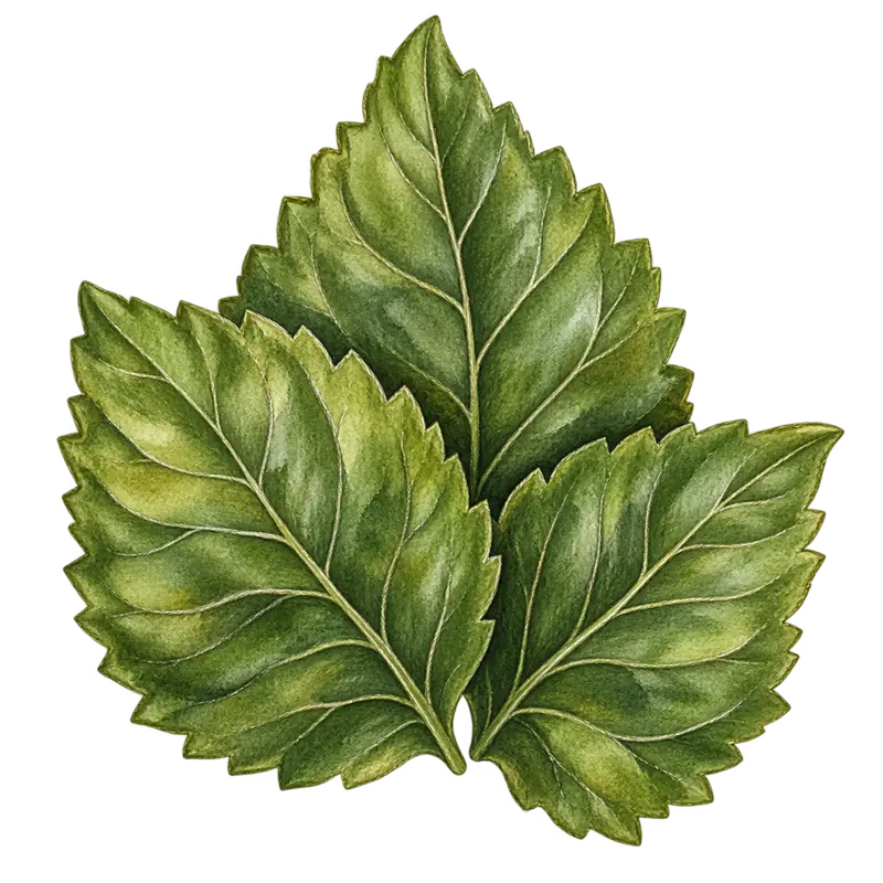 Ilustración de la nota olfativa Pachulí
