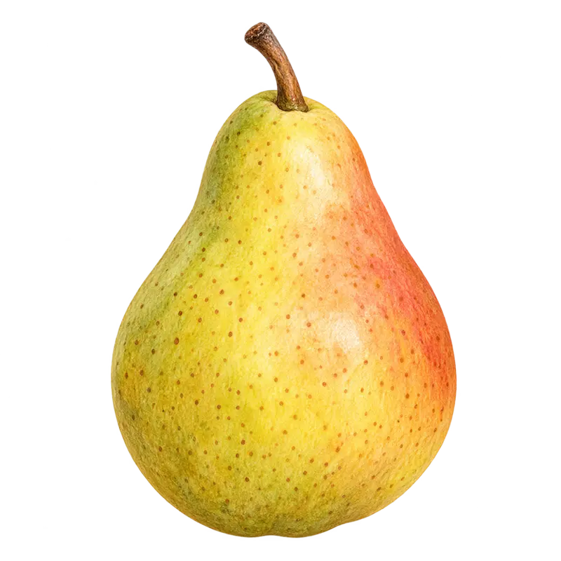 Ilustración de la nota olfativa Pera