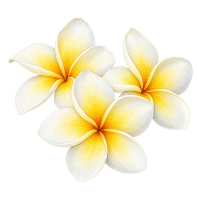 Frangipani