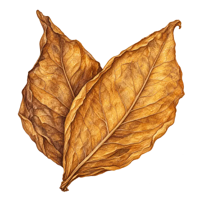 Ilustración de la nota olfativa Tabaco