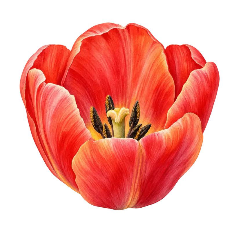 Ilustración de Tulipán