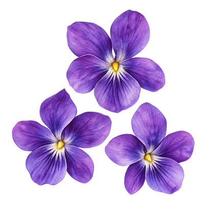 Violeta