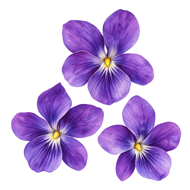 Ilustración de la nota olfativa Violeta