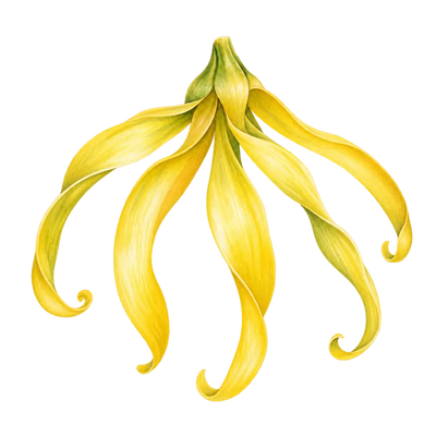 Ylang-ylang