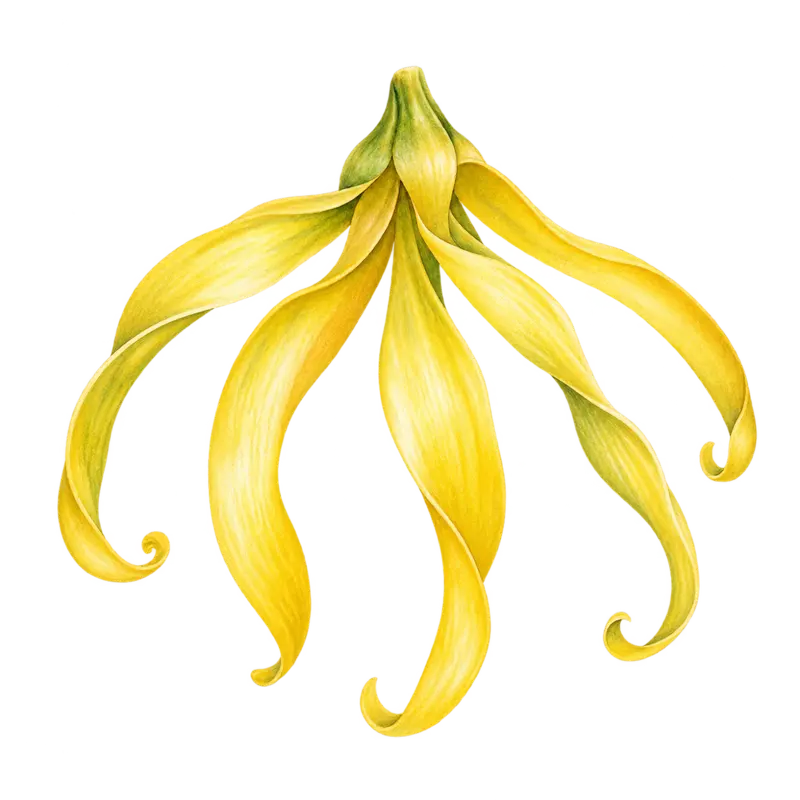 Ilustración de la nota olfativa Ylang-ylang