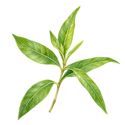 Salvia