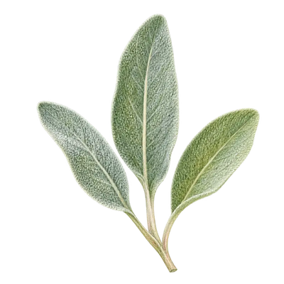 Verbena